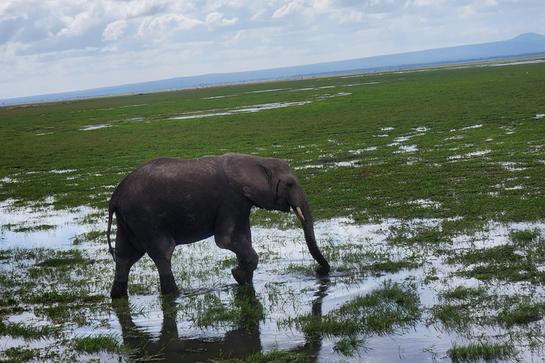 Nairobi: Amboseli National Park Flight and Safari Tour