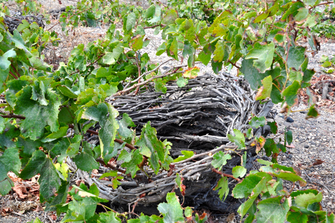 Santorin : Visite guidée de Megalochori et Oia avec dégustation de vins