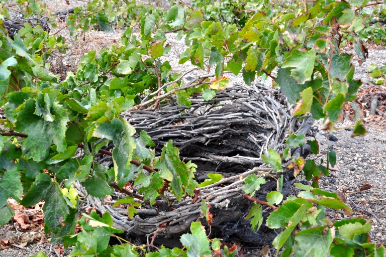 Santorin : Visite guidée de Megalochori et Oia avec dégustation de vins