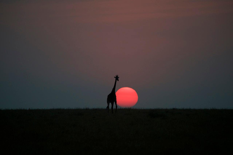 Safari budgétaire de groupe de 8 jours à travers le Kenya et la Tanzanie