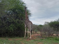 Da Pretoria, gita guidata di 4 giorni al parco Kruger e Graskop - Hizvo