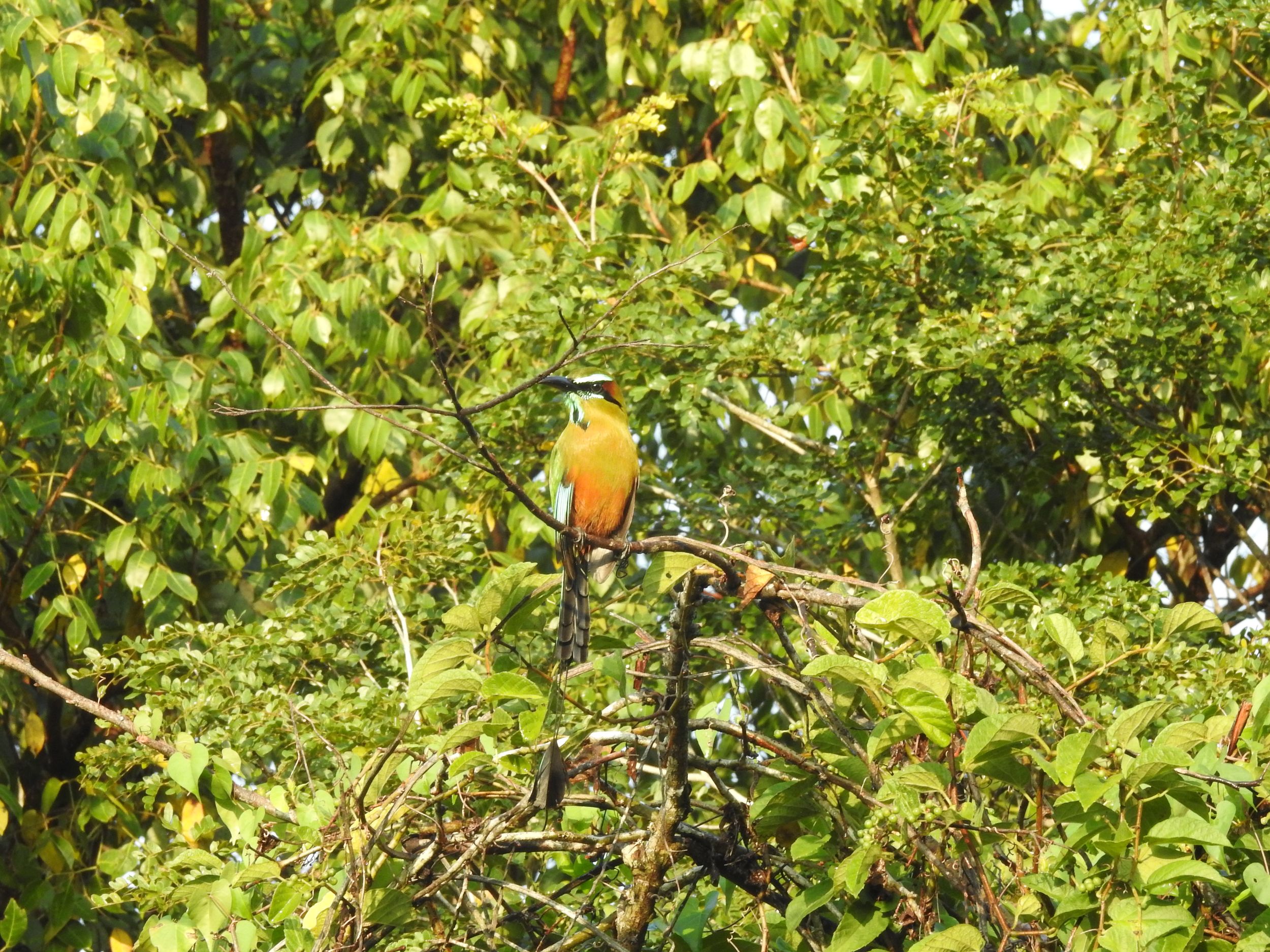 Playa del Carmen: Geführte Vogelbeobachtungswanderung