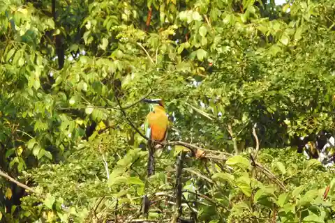 Playa del Carmen: Excursión guiada de observación de aves