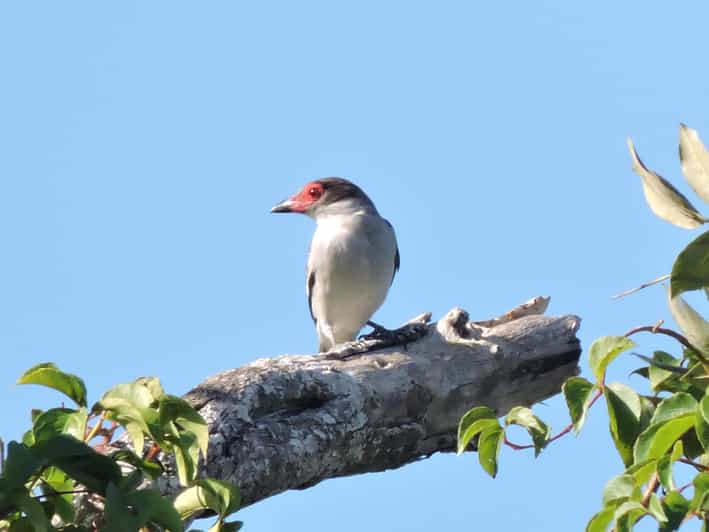 bird watching playa del carmen