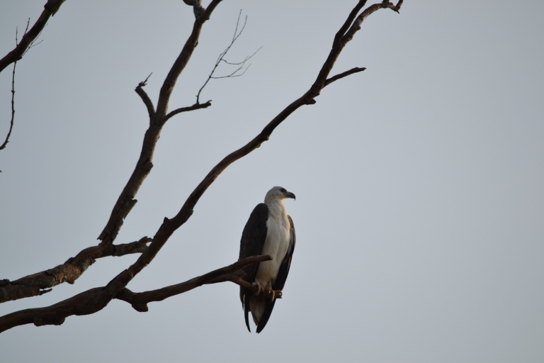 Sigiriya plattelandsleven, vogels kijken en jungletocht te voet