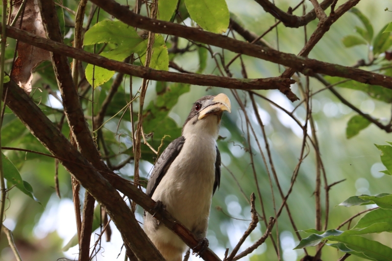 La vida rural de Sigiriya, observación de aves y recorrido por la selva a pie