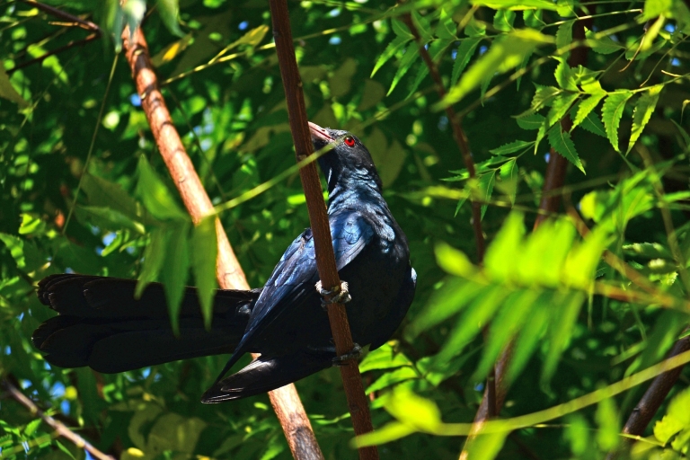 Sigiriya rural life, bird watching and jungle tour by foot