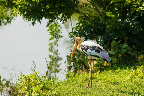 Vie rurale de Sigiriya, observation des oiseaux et visite de la jungle à pied
