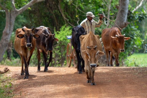 Życie na wsi Sigiriya, obserwacja ptaków i piesza wycieczka po dżungli