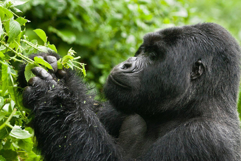 3-Day Bwindi Gorilla Trekking Safari