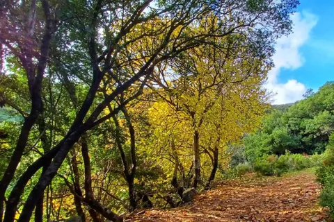 Castiadas: trekking in the S'Acqua Callenti forest