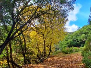 Castiadas: trekking nel bosco di S'Acqua Callenti