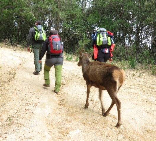 Visit Castiadas Sardinian Deer Forest Trek in Muravera