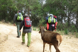 Castiadas: Sardinian Deer Forest Trek