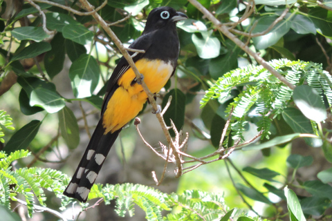 Cancún: begeleide vogelobservatiewandeling