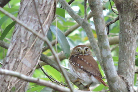 Cancún: Guided Birdwatching Hike