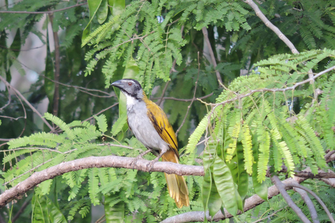 Cancún : Randonnée guidée pour l'observation des oiseaux