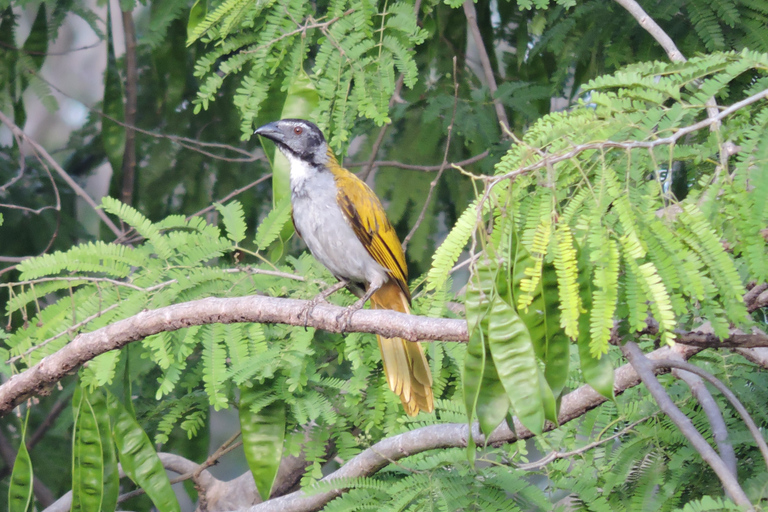 Cancún: Geführte Vogelbeobachtungswanderung