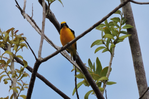 Cancún : Randonnée guidée pour l'observation des oiseaux