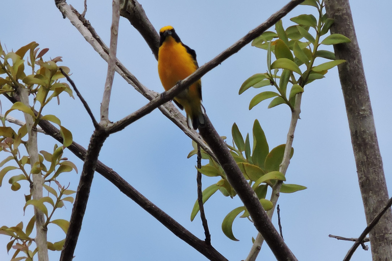 Cancún : Randonnée guidée pour l'observation des oiseaux