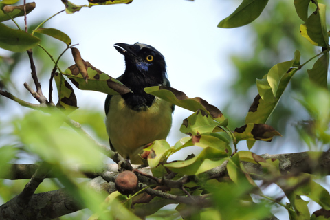 Cancún : Randonnée guidée pour l'observation des oiseaux