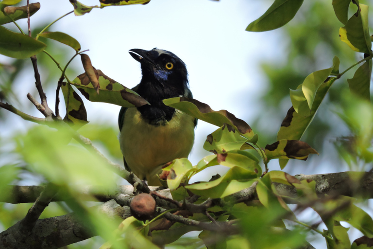 Cancún: begeleide vogelobservatiewandeling