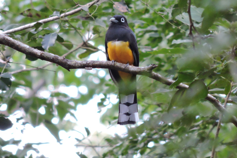 Cancún: Guided Birdwatching Hike