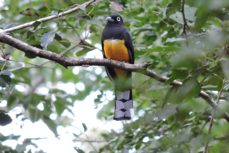 Cancún: Geführte Vogelbeobachtungswanderung