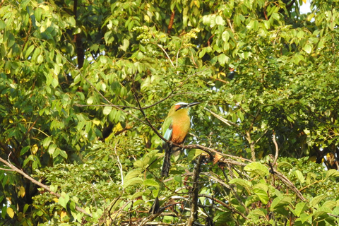 Cancún: Guided Birdwatching Hike