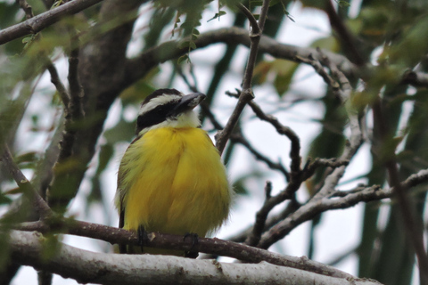 Cancún: begeleide vogelobservatiewandeling