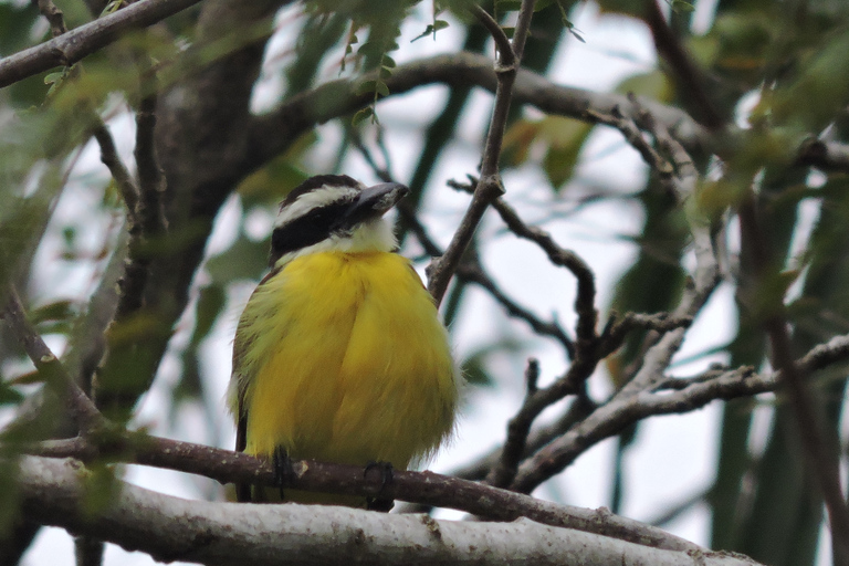 Cancún: begeleide vogelobservatiewandeling