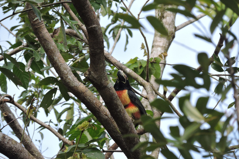 Cancún: begeleide vogelobservatiewandeling