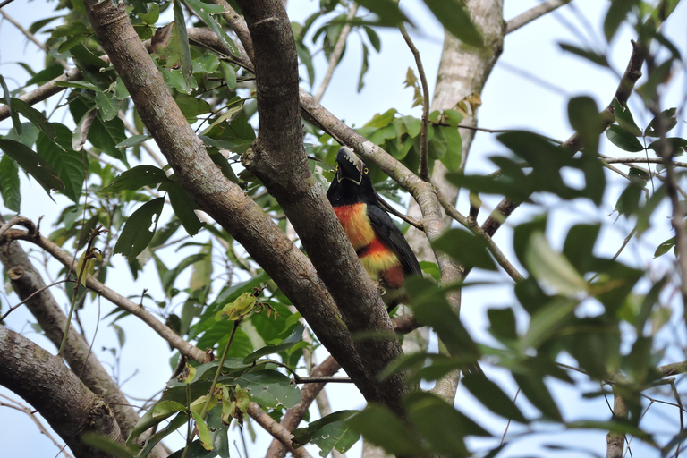 Cancún : Randonnée guidée pour l'observation des oiseaux