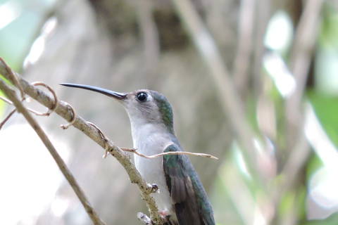 Cancún: Guided Birdwatching Hike