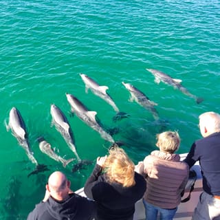 Kangaroo Island: 75-Minute Ocean Safari