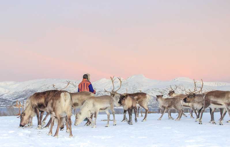 Tromsø: tour culturale del ranch delle renne e dei lapponi con pranzo