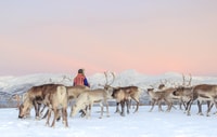 Tromsø, Reindeer Ranch et Sami Visite culturelle avec déjeuner - Hizvo