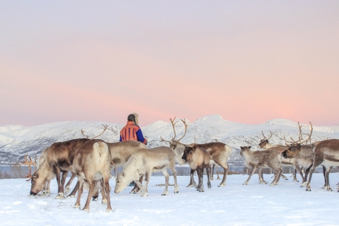 Tromsø : Ranch de rennes et visite culturelle sami avec déjeuner