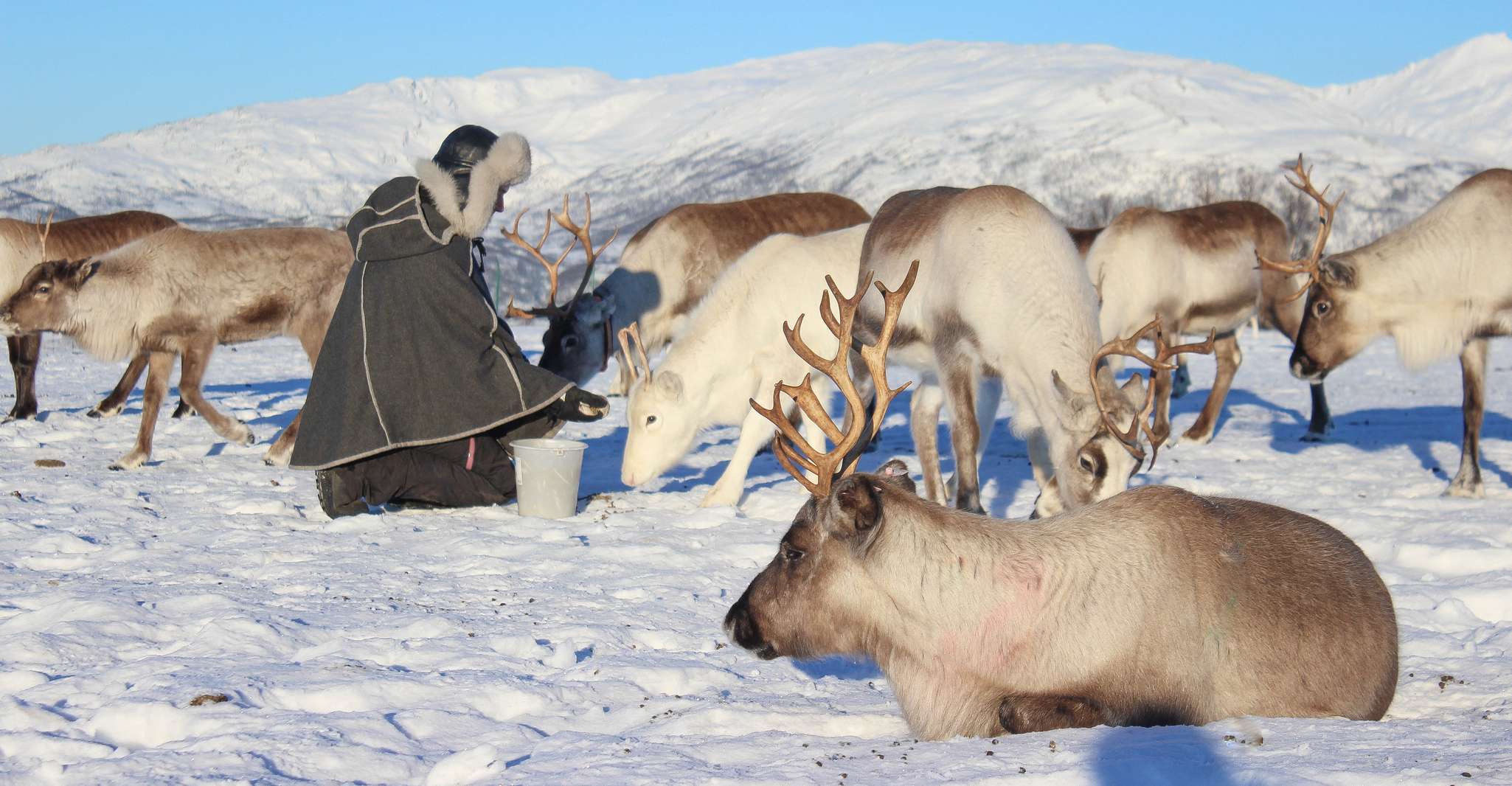 Tromsø, Reindeer Ranch et Sami Visite culturelle avec déjeuner - Hizvo