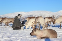 Tromsø, Reindeer Ranch et Sami Visite culturelle avec déjeuner - Hizvo