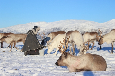 Tromsø: ranczo reniferów i wycieczka po kulturze Lapończyków z lunchemTromsø: Ranczo reniferów i lapońska wycieczka kulturalna z lunchem