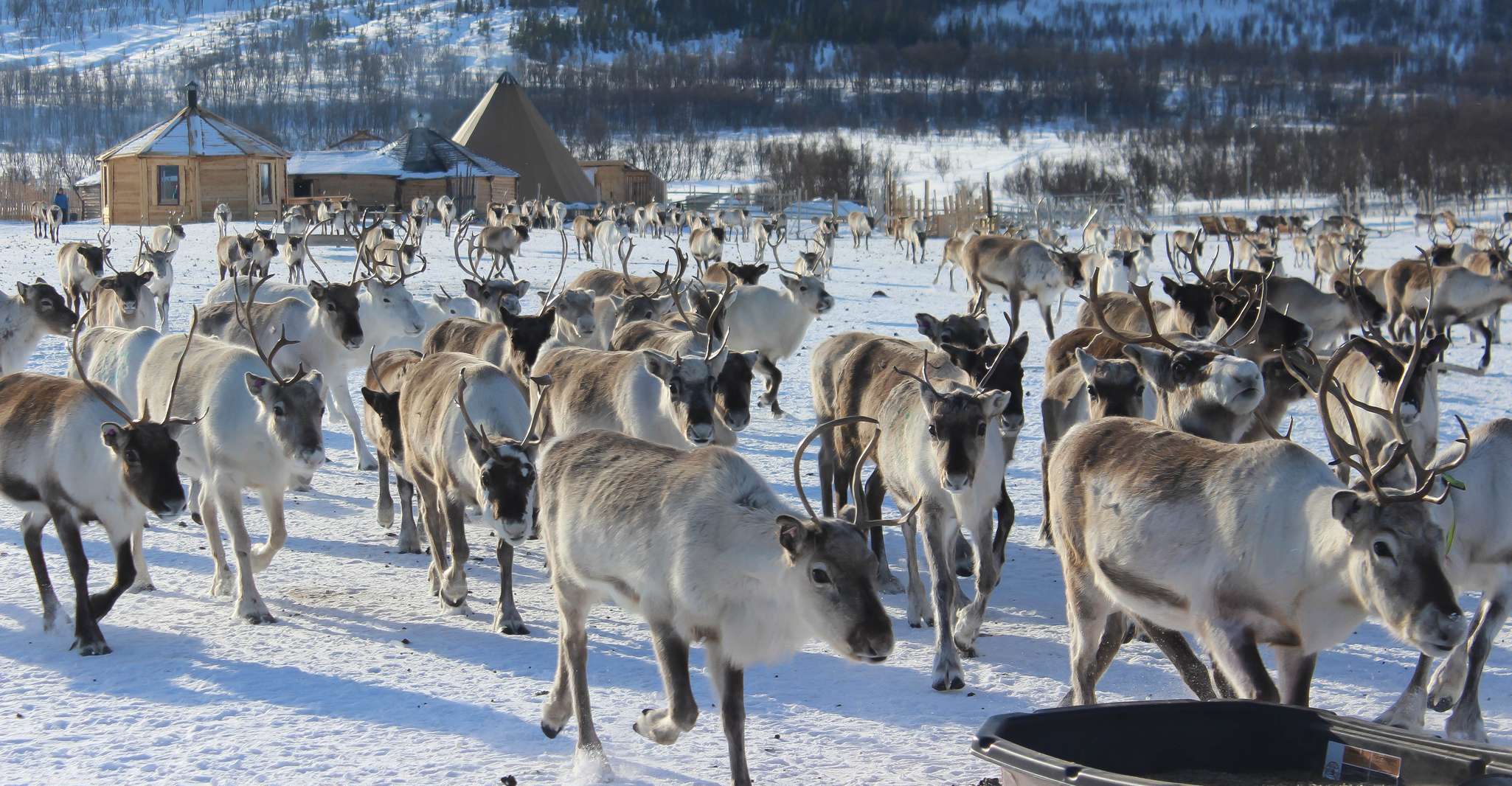 Tromsø, Reindeer Ranch et Sami Visite culturelle avec déjeuner - Hizvo