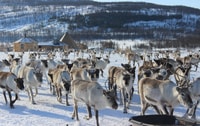 Tromsø, Reindeer Ranch et Sami Visite culturelle avec déjeuner - Hizvo