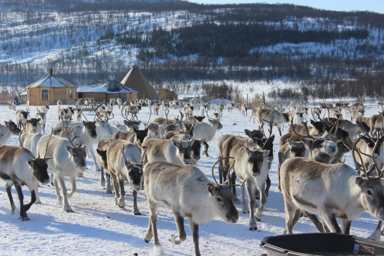 Tromsø: Rentierfarm und samische Kulturtour mit Mittagessen