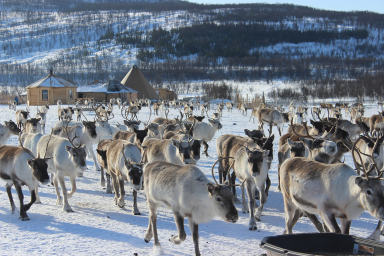 Tromsø: tour culturale del ranch delle renne e dei lapponi con pranzoTromsø: Ranch delle renne e tour culturale sami con pranzo