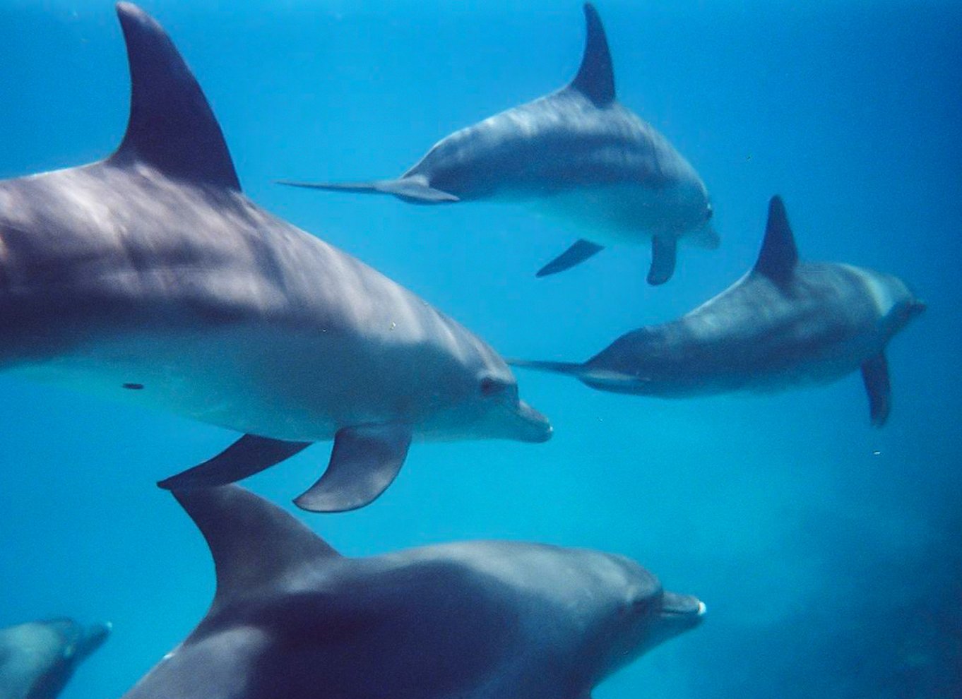 Kangaroo Island: Delfin-, sæl- og svømmebådstur