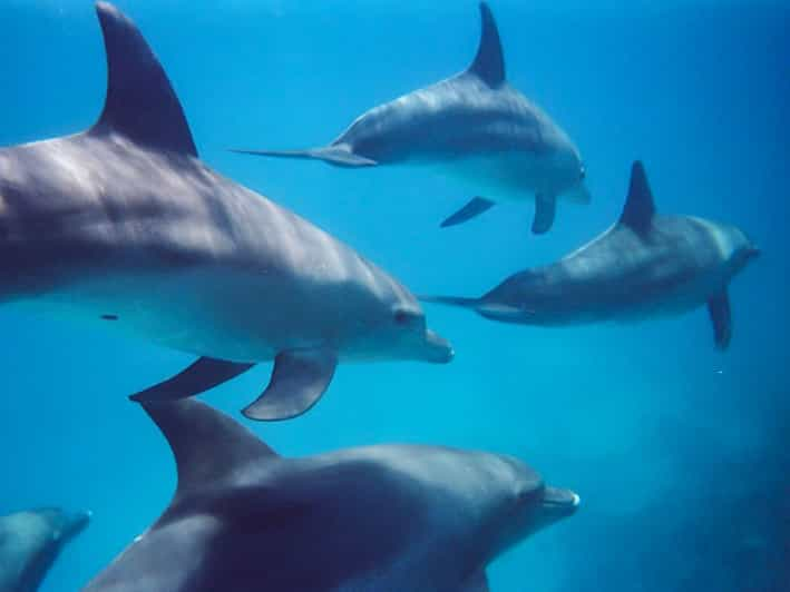 Kangaroo Island: Dolphin, Seal, and Swimming Boat Tour | GetYourGuide