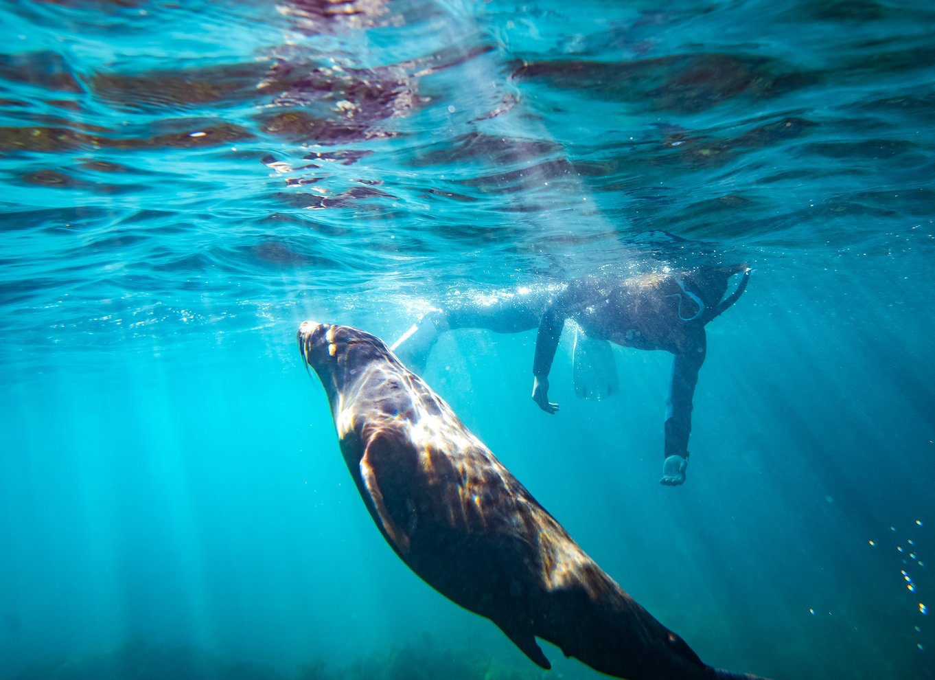 Kangaroo Island: Delfin-, sæl- og svømmebådstur