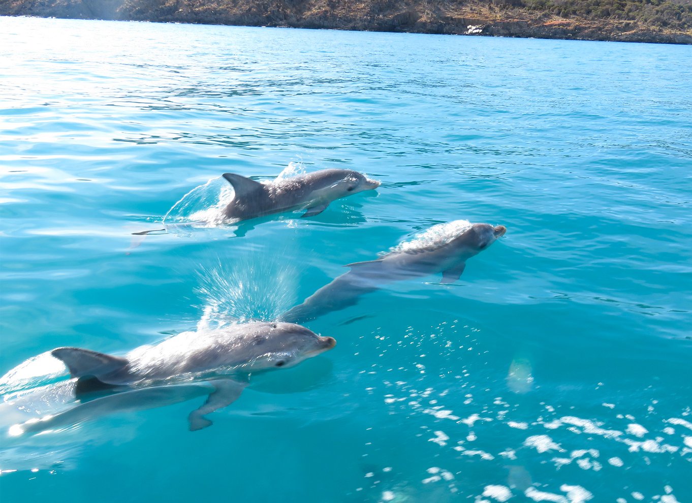 Kangaroo Island: Delfin-, sæl- og svømmebådstur