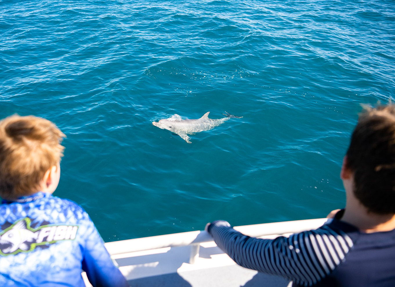 Kangaroo Island: Delfin-, sæl- og svømmebådstur